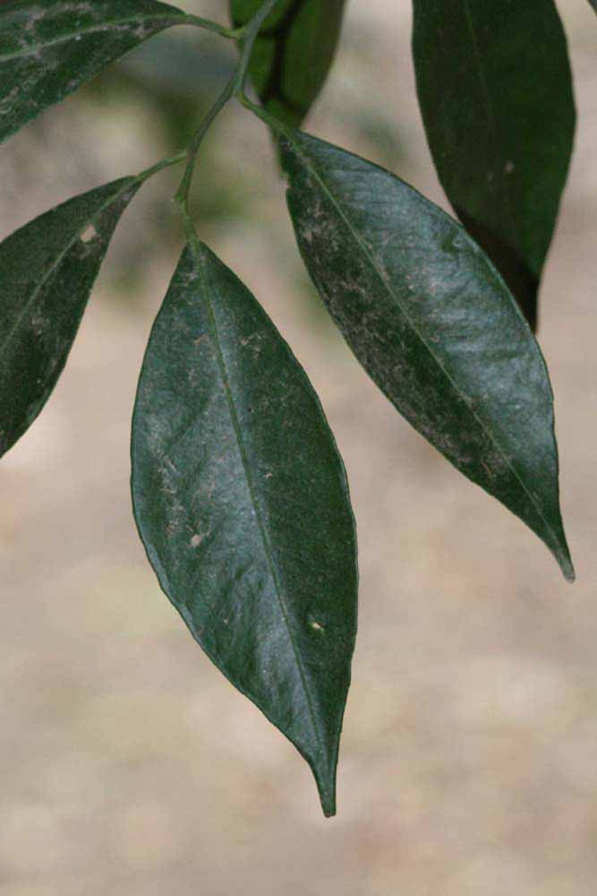              Unifoliolate leaf (Riverside, CA)       